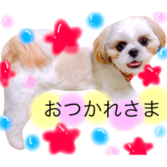 [LINEスタンプ] シーズーぽむ