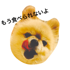 [LINEスタンプ] ポメラニアンのモモちゃん