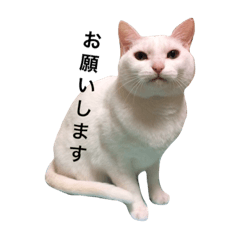 [LINEスタンプ] あめこっこ 2
