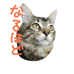 [LINEスタンプ] メインクーンの八雲