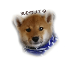 [LINEスタンプ] 日常使える言葉