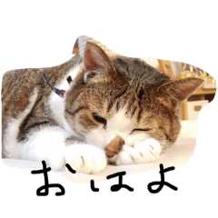 [LINEスタンプ] デブ猫はるちゃん
