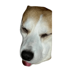 [LINEスタンプ] ブサカワわんちゃん！