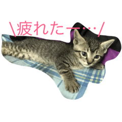 [LINEスタンプ] 電池切れねこ