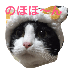 [LINEスタンプ] ウチの猫達