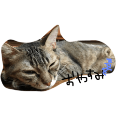 [LINEスタンプ] 可愛い猫はん