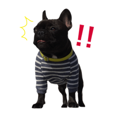 [LINEスタンプ] フレンチブルドッグのルイちゃん3
