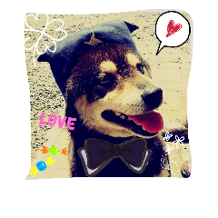 [LINEスタンプ] 黒柴 てっちゃん