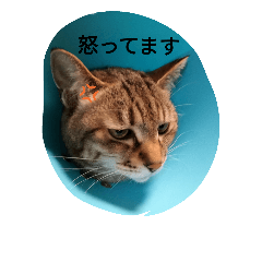 [LINEスタンプ] マロンの時々使えるスタンプ