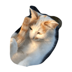 [LINEスタンプ] ちゃろのすけです。