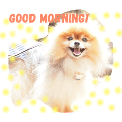 [LINEスタンプ] Pomeranian Maru (English edition)
