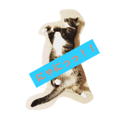 [LINEスタンプ] 気まま素直に猫だから。