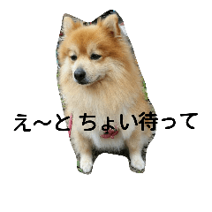 [LINEスタンプ] 田舎に住むわがままお坊ちゃまポメ王です