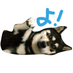 [LINEスタンプ] 黒柴たすけ