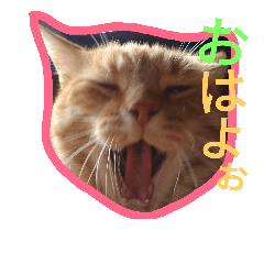 [LINEスタンプ] 癒やしねこちびくん日常会話