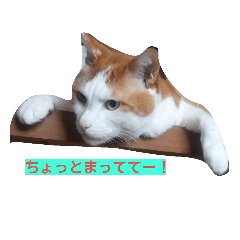 [LINEスタンプ] おもしろ猫とツンデレ猫とのステキな日常の画像（メイン）