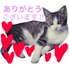 [LINEスタンプ] 猫の太郎（メス）毎日使えるスタンプ‼︎