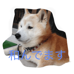 [LINEスタンプ] 柴犬ギンの独り言