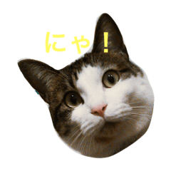 [LINEスタンプ] Chamame-san