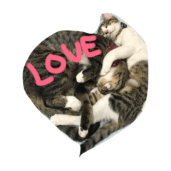 [LINEスタンプ] 我が家の猫さま~使える？！スタンプ~
