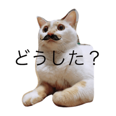 [LINEスタンプ] 猫と日常