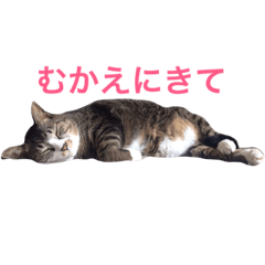 [LINEスタンプ] ちょんま