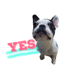 [LINEスタンプ] フレンチブルドックのこつぶ。