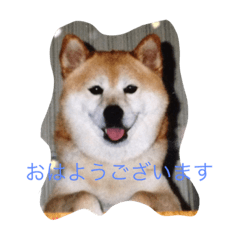 [LINEスタンプ] ギンだよ、宜しくね