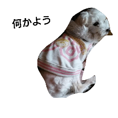 [LINEスタンプ] マルチーズ 犬