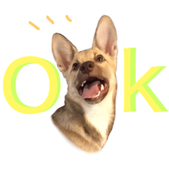 [LINEスタンプ] 雑種犬ミックスきなこ