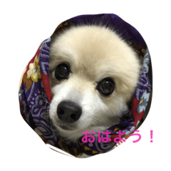 [LINEスタンプ] ポポの日常