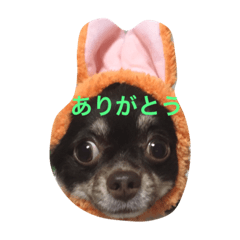[LINEスタンプ] チワワのハルトくん