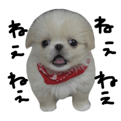 [LINEスタンプ] だいちゃんは犬です