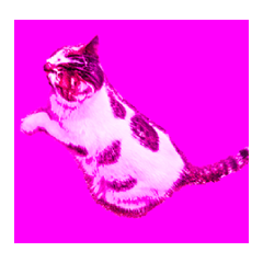 [LINEスタンプ] Colorful cat images_5の画像（メイン）