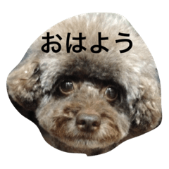 [LINEスタンプ] 亀谷家のモコ。我が家で使えるスタンプ