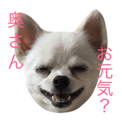 [LINEスタンプ] ぼくちゃんぽんた
