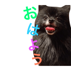 [LINEスタンプ] 黒ポメチョコ