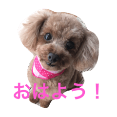 [LINEスタンプ] 可愛いのんちゃんの挨拶