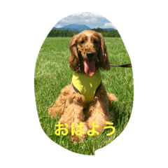 [LINEスタンプ] E cockerspaniels