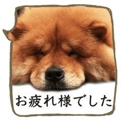 [LINEスタンプ] 敬語deチャウチャウの茶太郎です