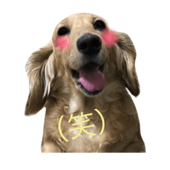 [LINEスタンプ] ほのぼの わんライフ