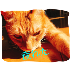 [LINEスタンプ] 動物.猫