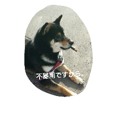 [LINEスタンプ] 毎日 黒柴