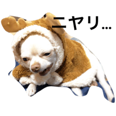 [LINEスタンプ] サミフェニ