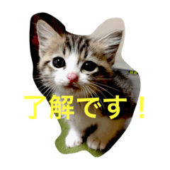 [LINEスタンプ] しろにこ