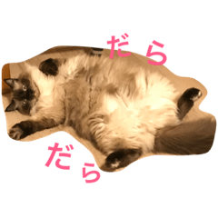 [LINEスタンプ] ラグドールとメインクーンの毎日