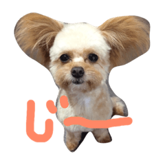 [LINEスタンプ] 一生懸命ちわぷー