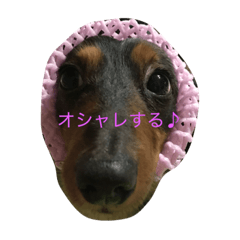 [LINEスタンプ] boogiekunn