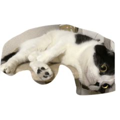[LINEスタンプ] ひまだにゃ
