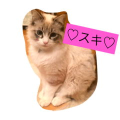 [LINEスタンプ] ぐうたらネコ 2